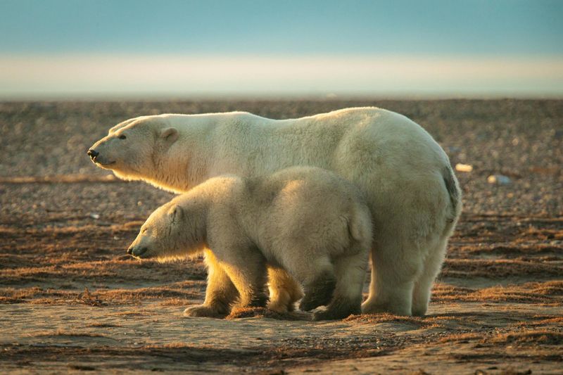 Protected Species Laws