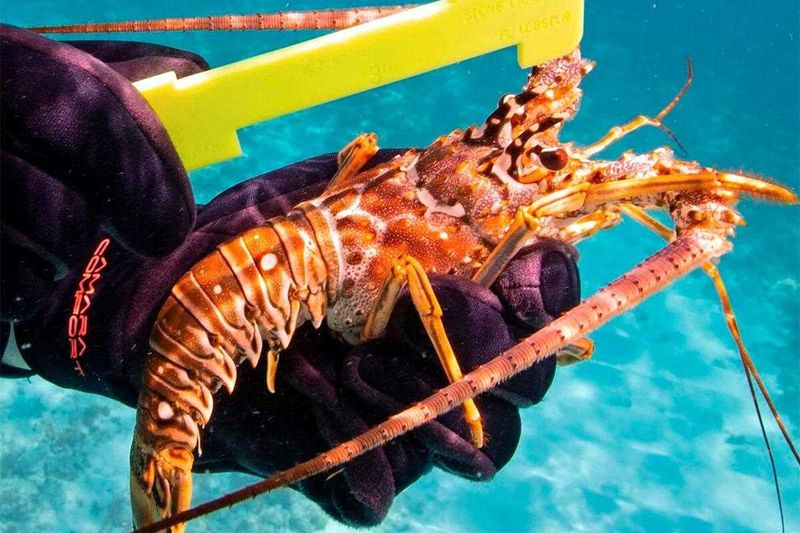 Harvesting Protected Species or Crustaceans