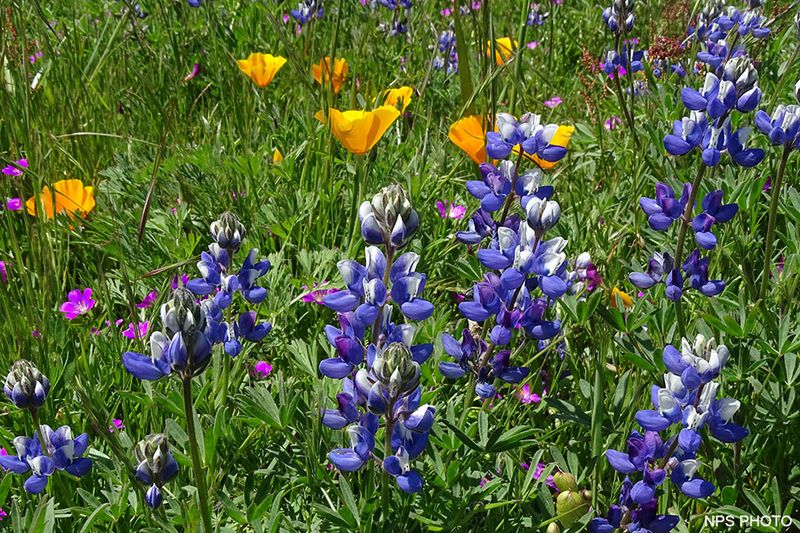 Picking Protected Plants