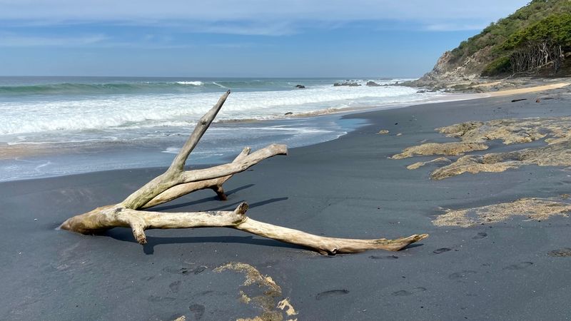 Using Driftwood as Fuel