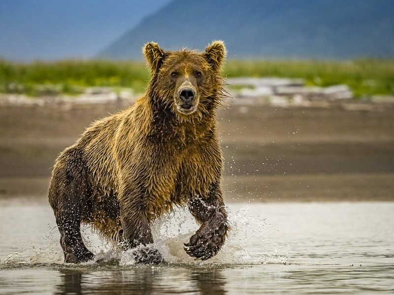 Not Understanding Local Wildlife Laws