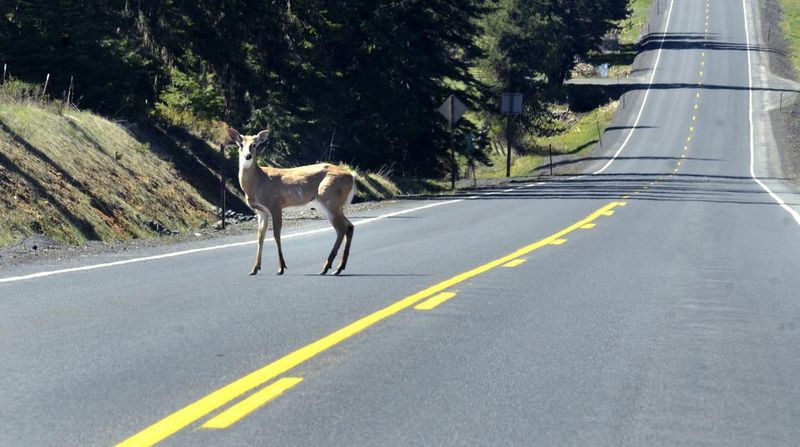 Legal to Eat Roadkill (With Caveats)