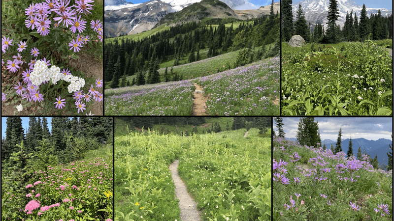 Creating Social Trails and Going Off-Path