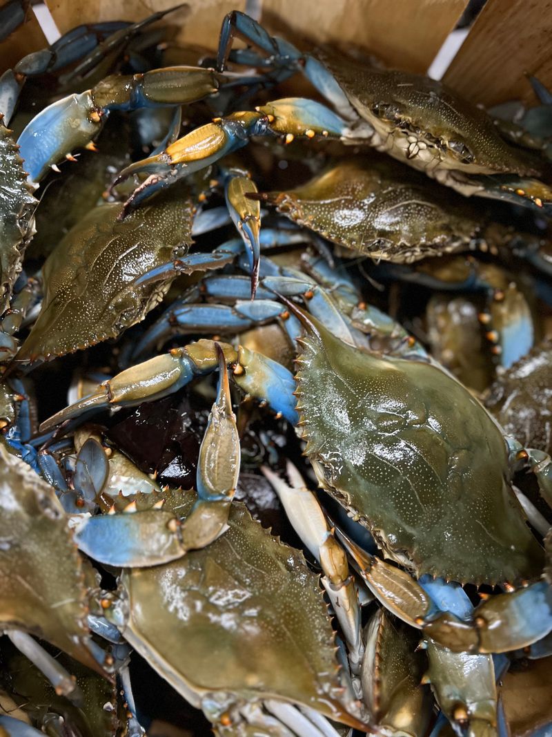 The Chesapeake Bay's Blue Crab Legacy