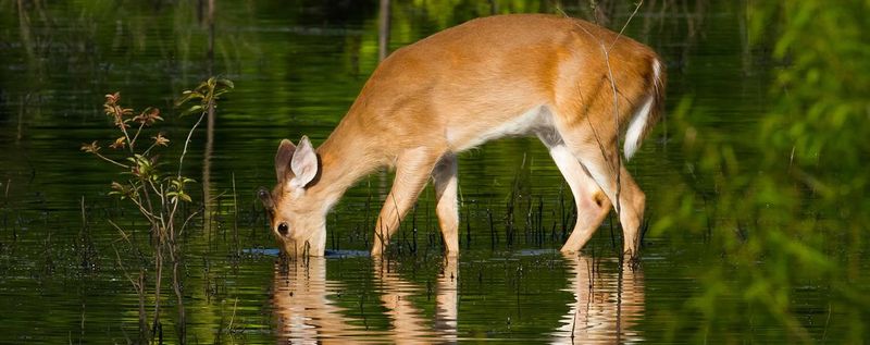 Wildlife Behavior Shifts With Human Presence