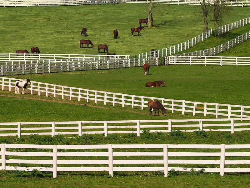 Expecting Horses as Primary Transportation