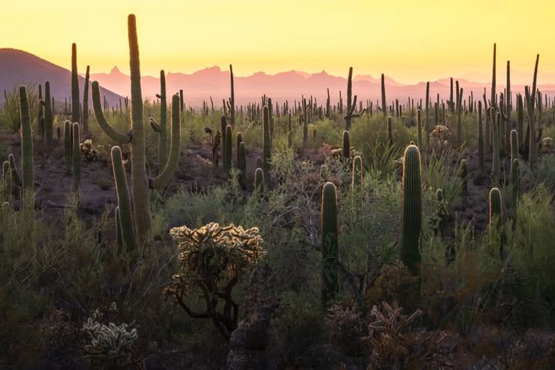 The Cacti Are Forests, Not Scattered Plants
