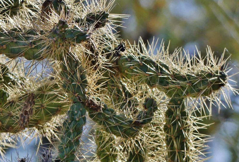 Everything Is Spiky And Intentionally Painful
