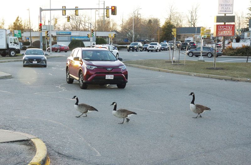 It poses danger to birds (e.g., car collisions)