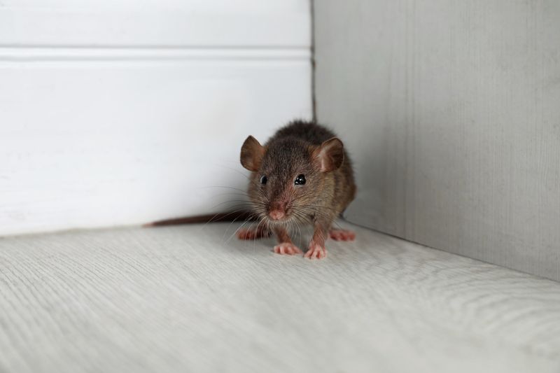 It attracts pests like rats