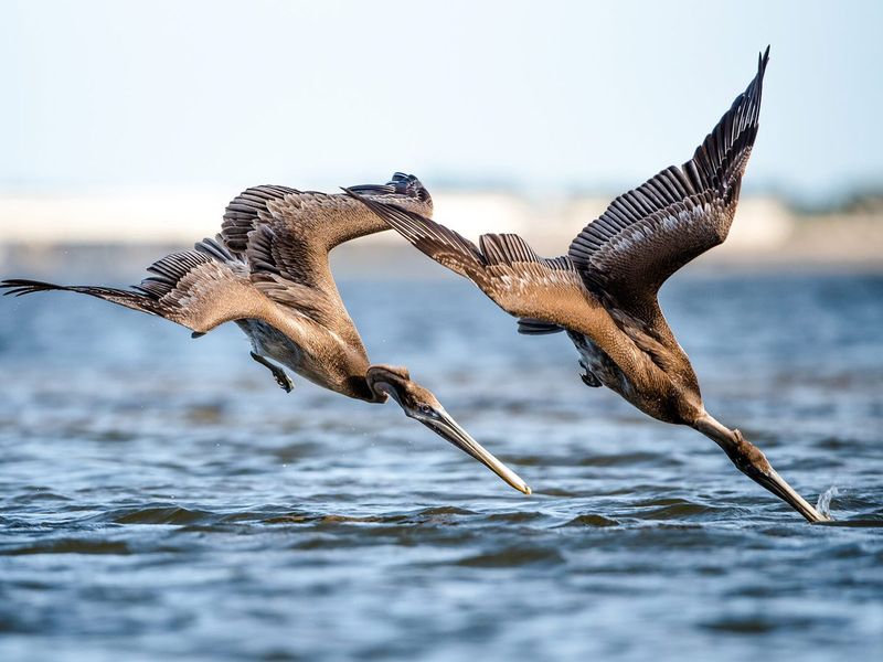 It disrupts natural foraging behavior