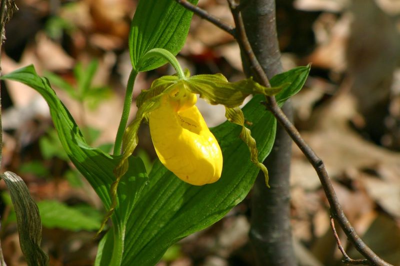 Many Flowers Are Threatened or Rare