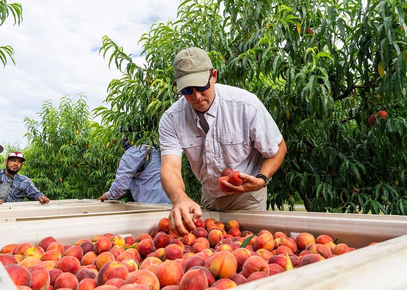 Pearson Farm: Peach Perfection