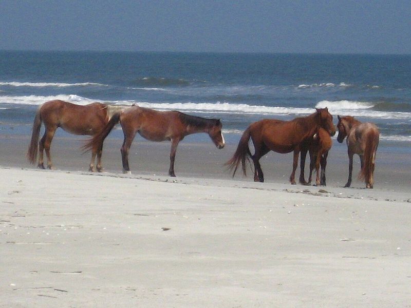 Cumberland Island National Seashore