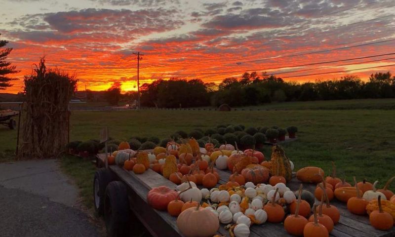 Pumpkin Paradise at SunVue Farm