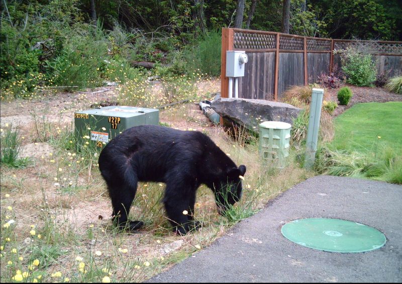 Don’t Feed the Locals (Especially the Furry Ones)
