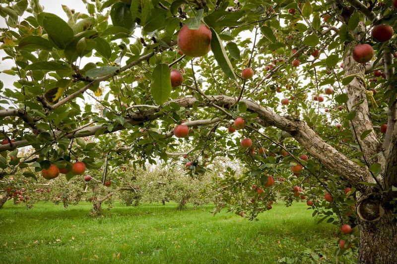 Pick-Your-Own Apples & Seasonal Fruit