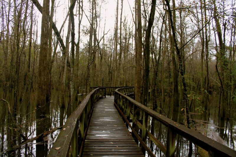Congaree National Park: Ancient Forest Sanctuary