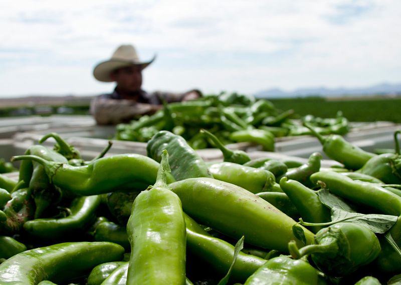 Farm-to-Train Chile Experience
