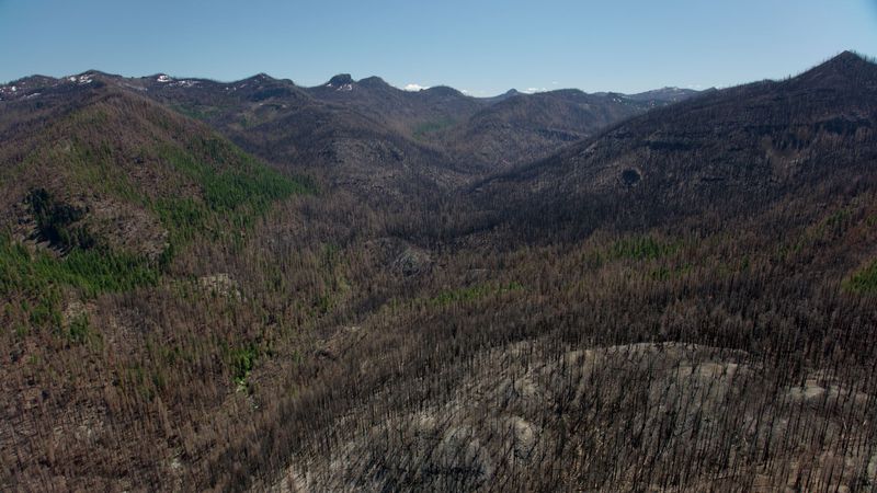 Old-growth presence