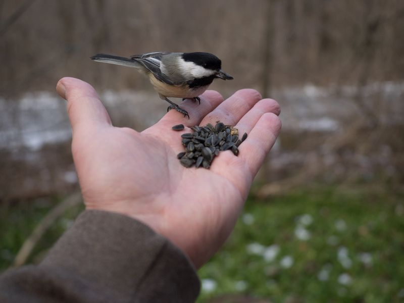 Feeding Wildlife Is Prohibited
