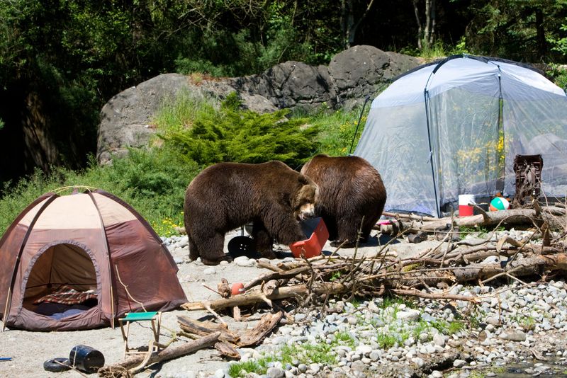 Ignoring Bear Safety