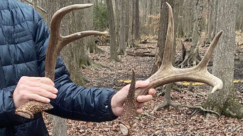 Taking Souvenirs Like Rocks and Antlers