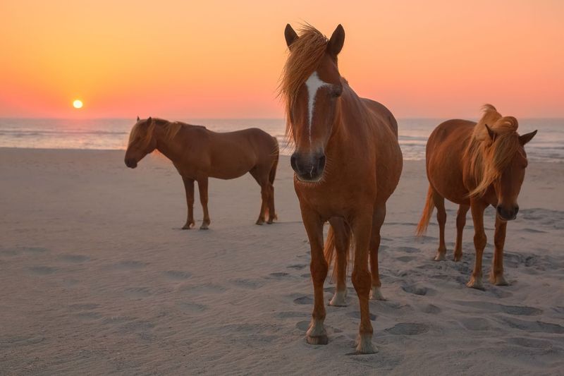 Wild Ponies and Unpredictable Wildlife