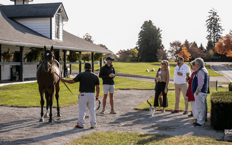 Horse Farm Tours Worth Every Penny