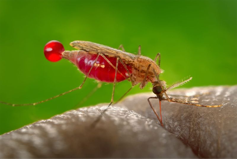 Persistent Bug Problems