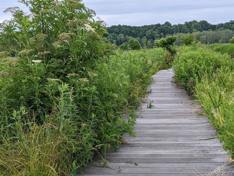 The Secret Boardwalk Trail of Mentor Marsh
