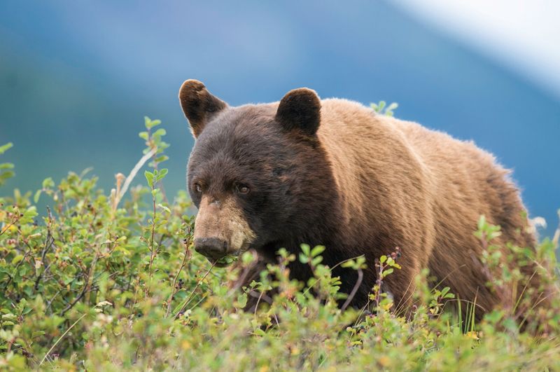 Land, wildlife, and shared responsibility