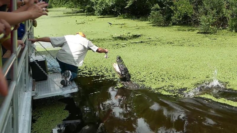 Feeding Alligators Creates Dangerous Associations