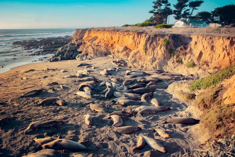 Piedras Blancas Beach, San Simeon