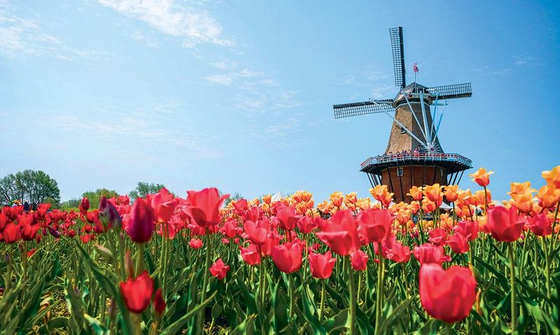 Holland: Tulips and Traffic Jams