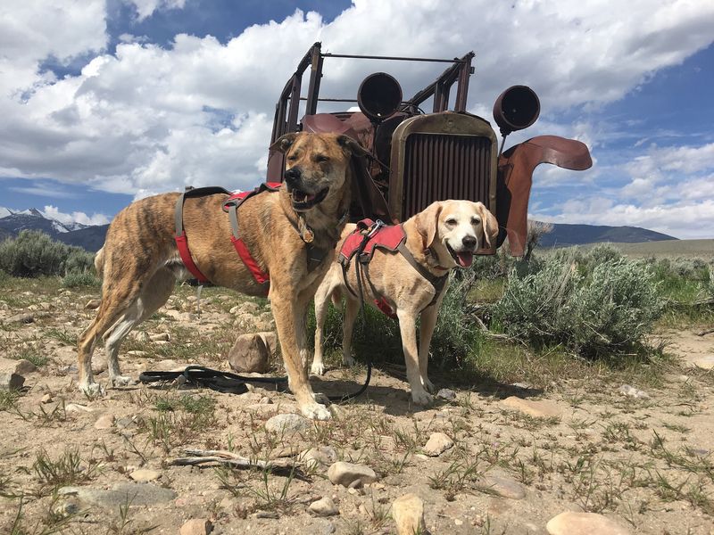 Bringing Pets on Trails or Thermal Areas