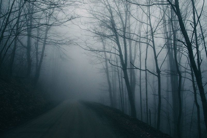 The Trees That Watch