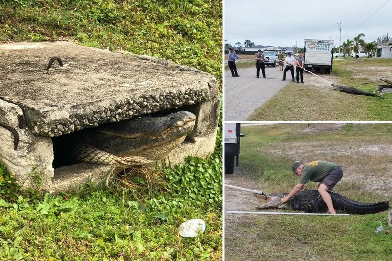 Firefighters Free a Giant Gator From a Cape Coral Drain