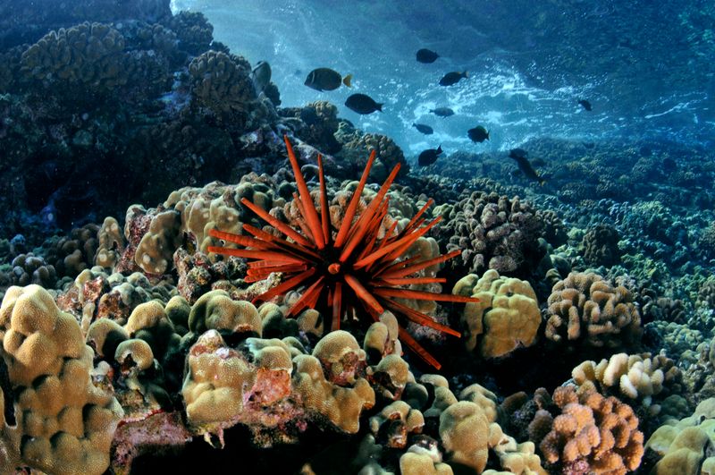 Cultural Importance Of Coral Reefs