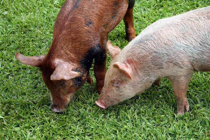 Greasy Pig Contest Chaos
