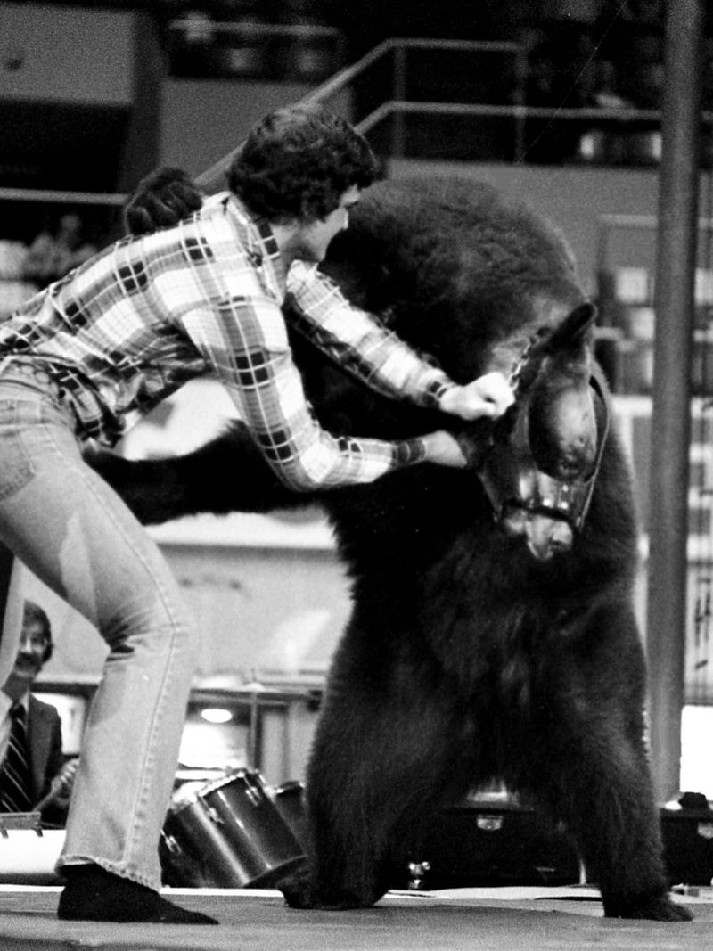 Bear Wrestling Is a Felony