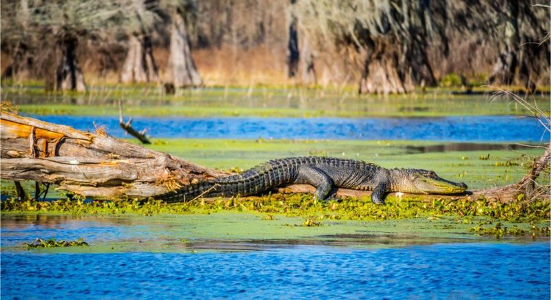 Alligator Encounters