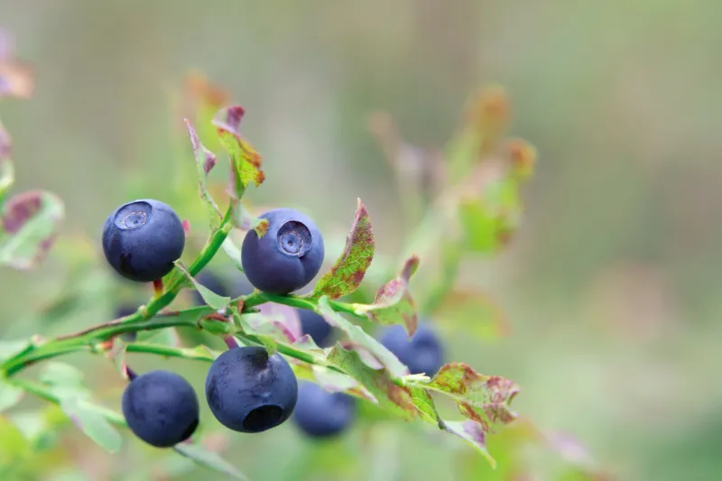 Genuine Wild-Harvested Berries