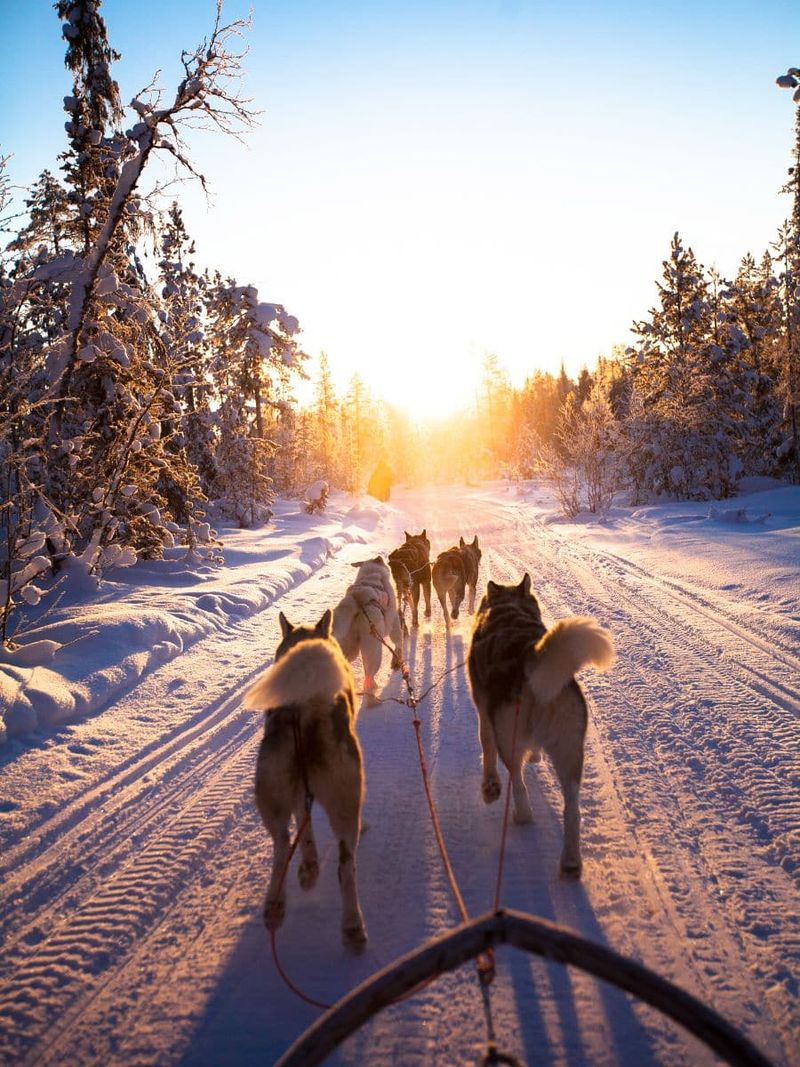 Dog Mushing Under the Stars in Denali's Backcountry
