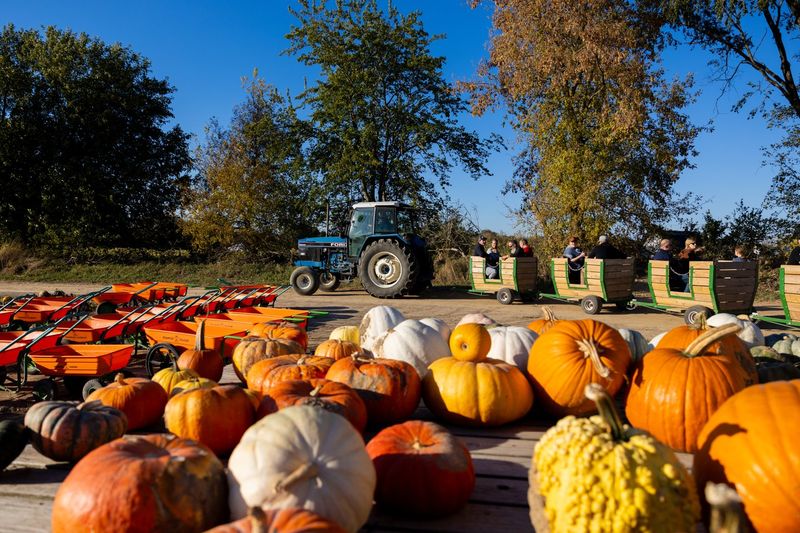 Fall Festival Favorites