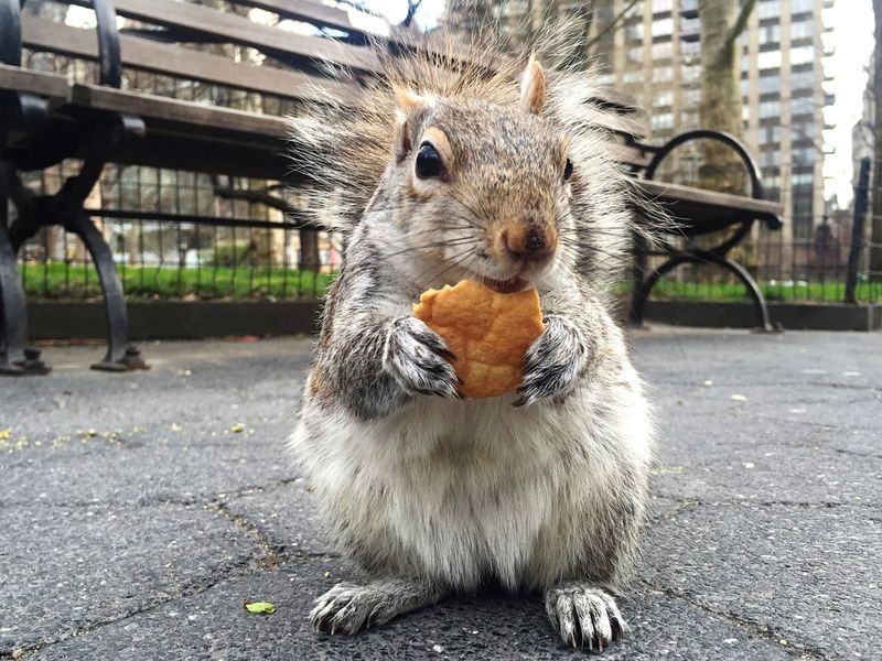 Getting Overly Excited at Squirrels