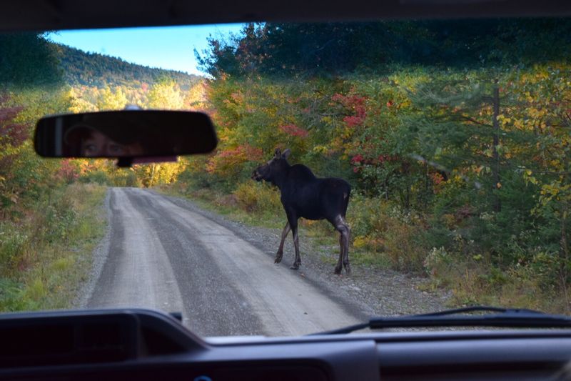 Blocking Traffic to Look at Moose