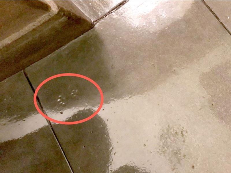 The Demon Cat of the Capitol