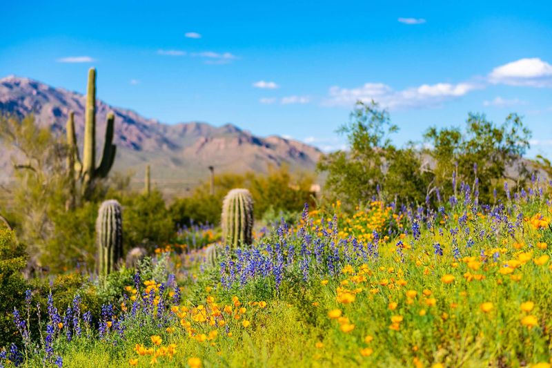 The Desert is Green