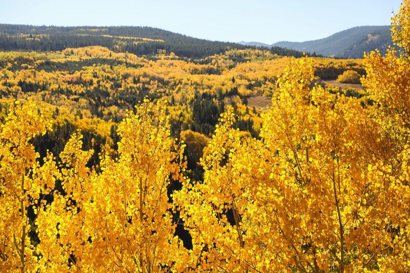 Fall Foliage Peaks Before Snow Arrives